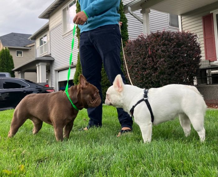 AKC French Bulldogs