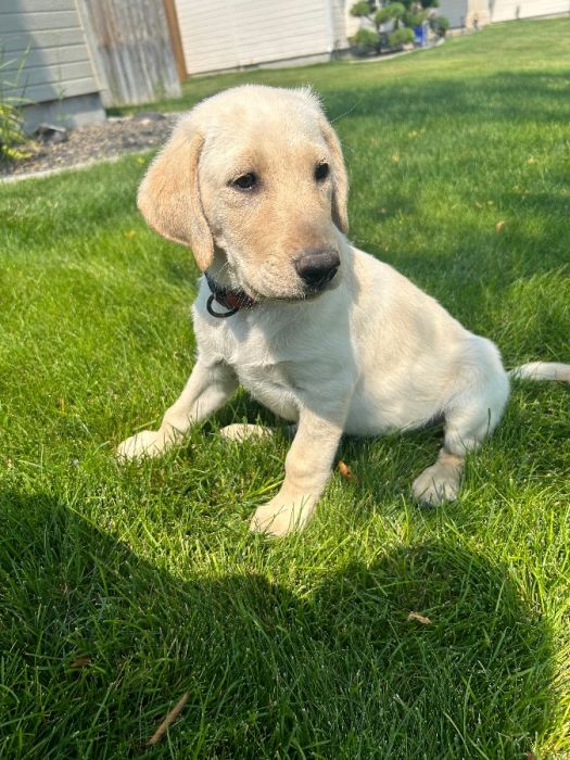 AKC registered yellow labs! 