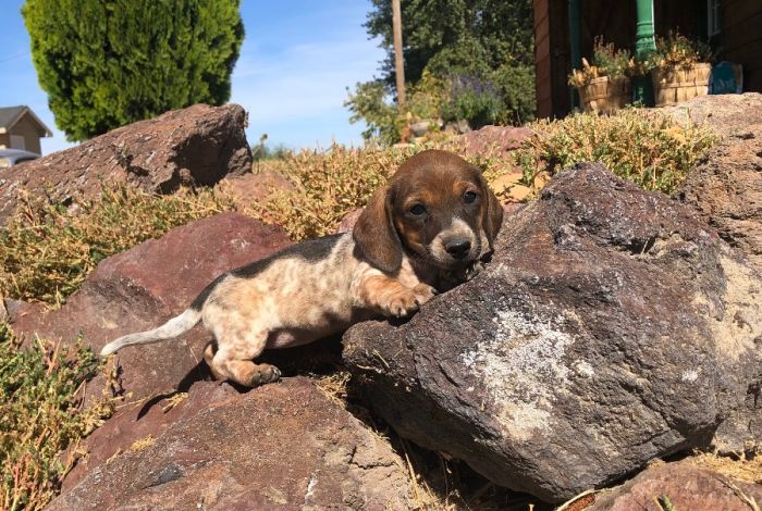 Piebald Female Smoothcoat 