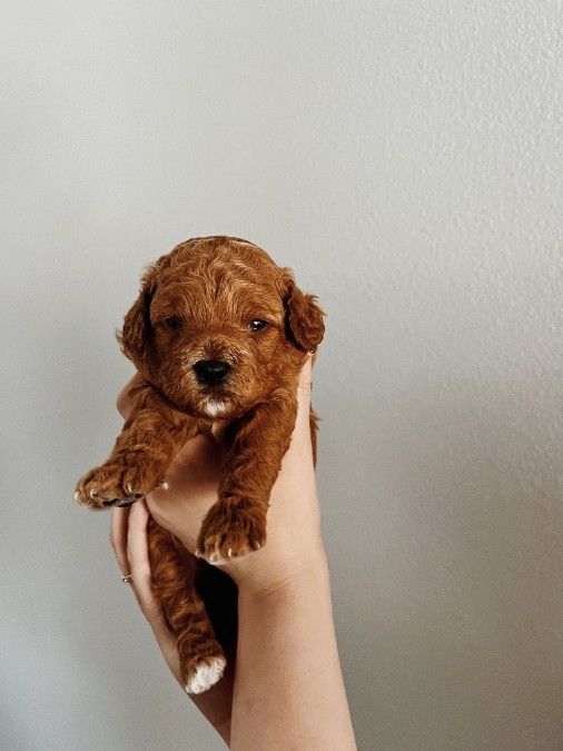 Miniature Cockapoo Puppies For Sale! 