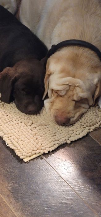 She is cuddly. She's with her momma Aspen.