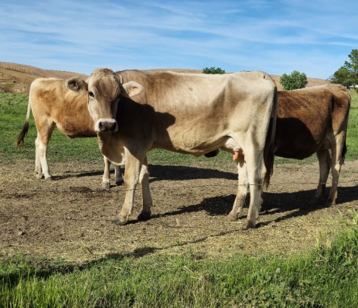 Brown Swiss Cow