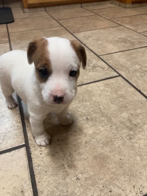 Jack Russell Terriers