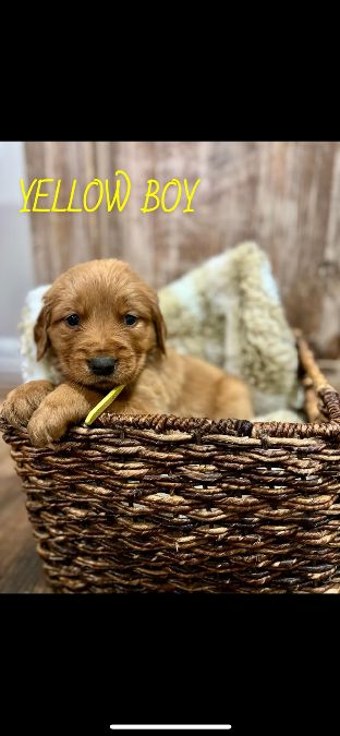 Golden Retreiver puppies