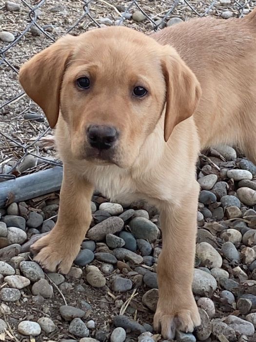 AKC Yellow Lab Puppies  