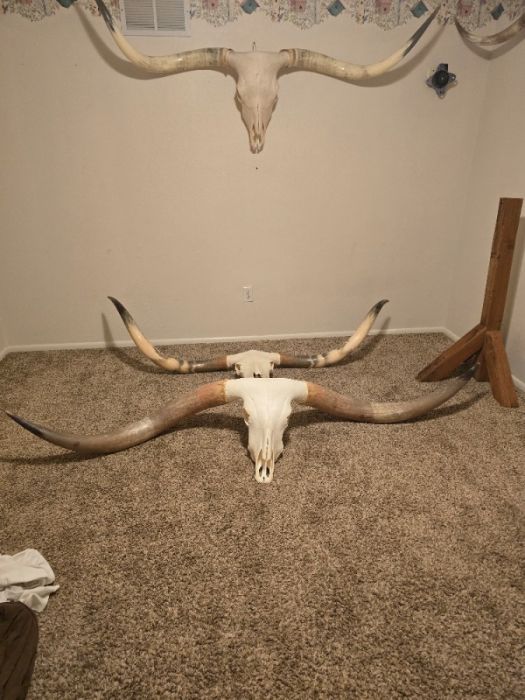 Longhorn Skulls