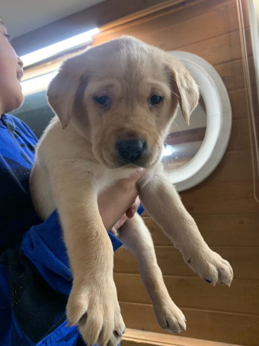 AKC Yellow Lab Puppies  