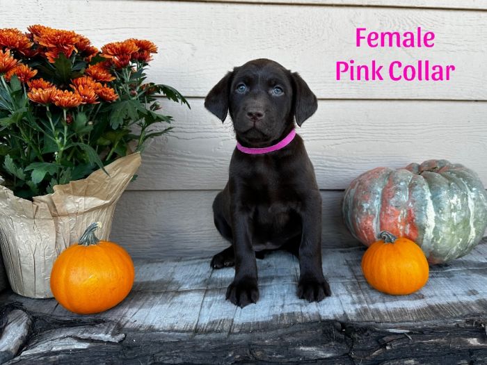 Pink Collar Female