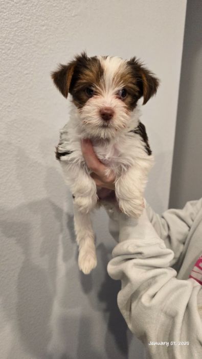 Yorkie Pups 