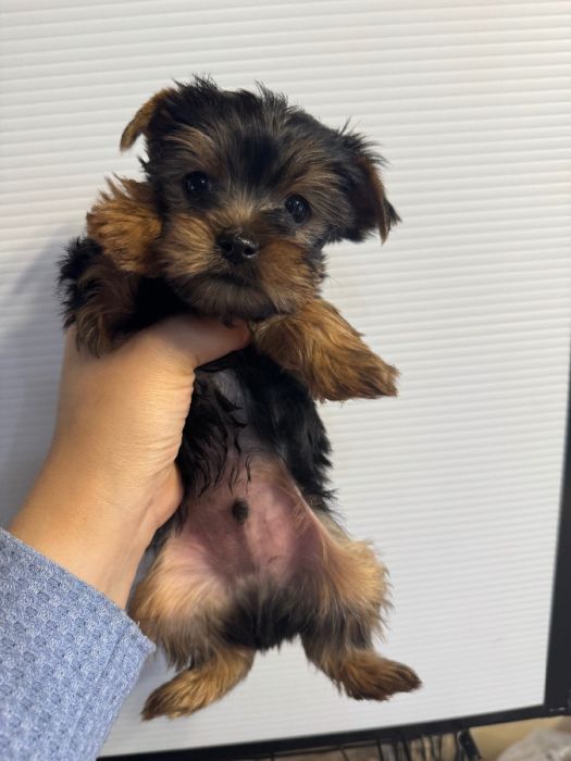 Yorkie puppies