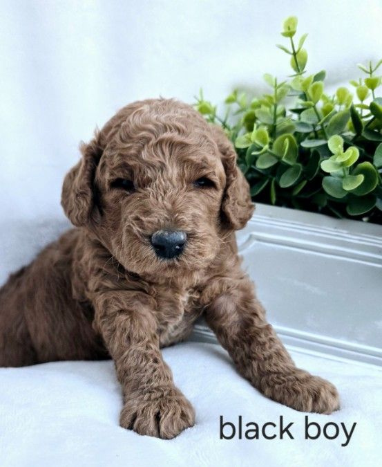 Mini Goldendoodle puppies