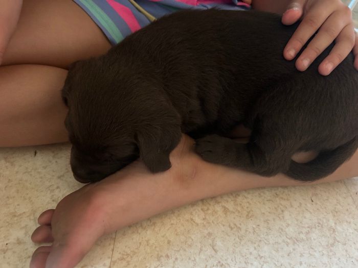 AKC female Chocolate Lab puppy