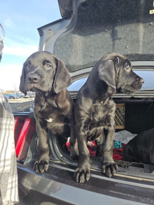 Cane Corso Labradoodle Pups