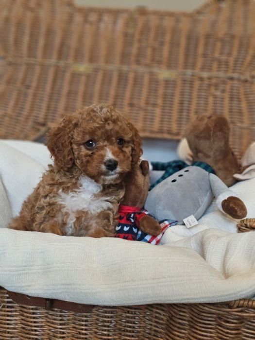 Cavapoo puppies