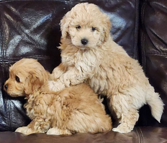 Mini/Toy Labradoodle puppies, non-shedding