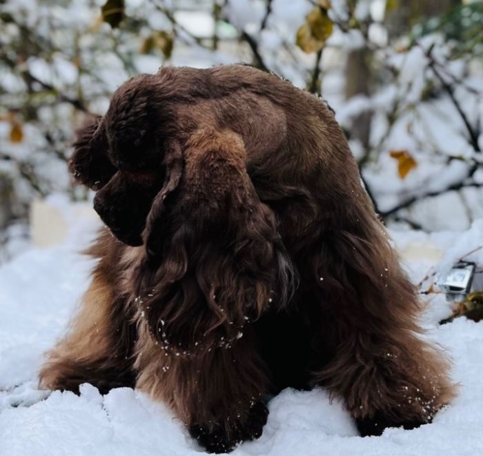 Cocker spaniel 